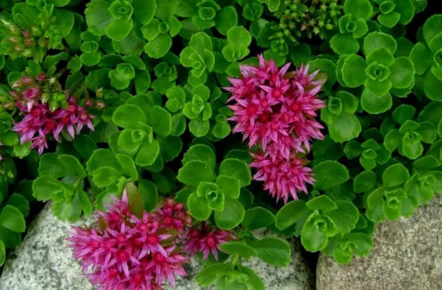 Stonecrop false: photo, planting and care, varieties