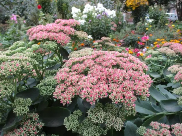 Stonecrop Kamchatka: photo, description, planting and care