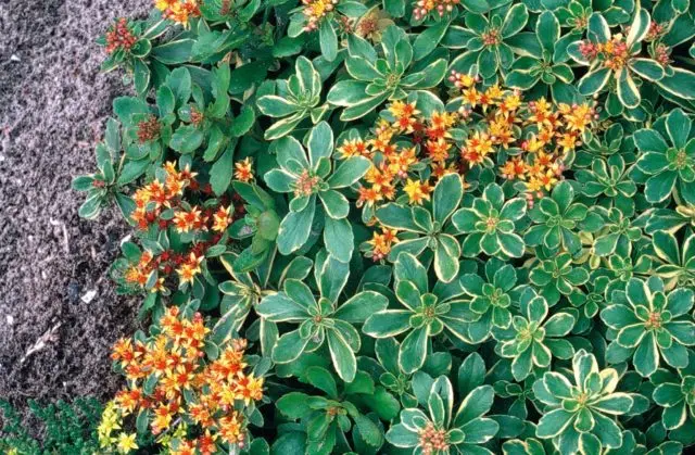 Stonecrop Kamchatka: photo, description, planting and care