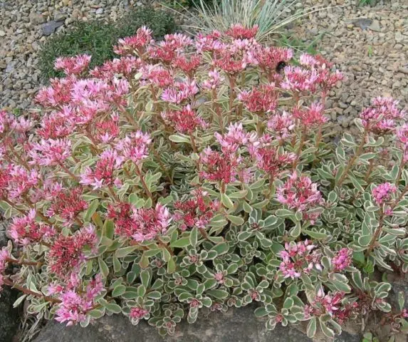 Stonecrop Kamchatka: photo, description, planting and care