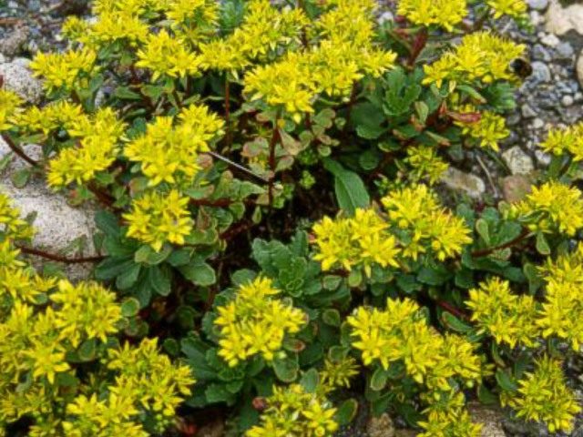 Stonecrop Kamchatka: photo, description, planting and care