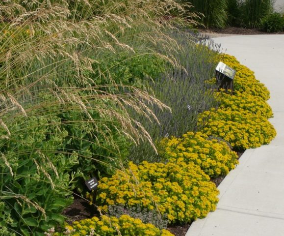 Stonecrop Kamchatka: photo, description, planting and care