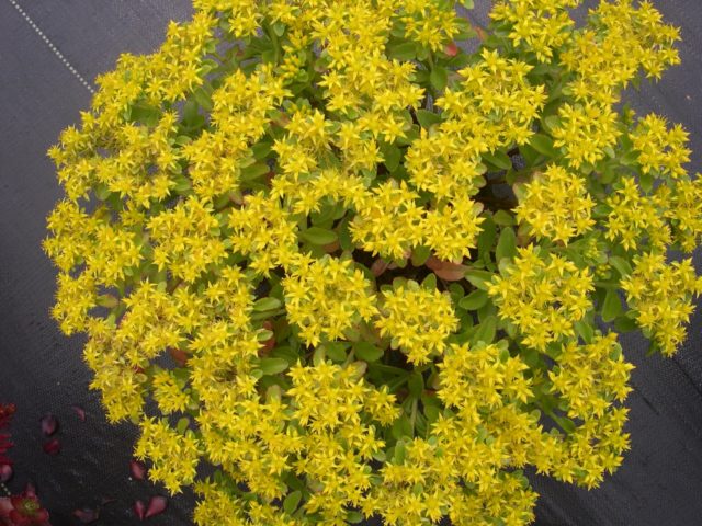 Stonecrop Kamchatka: photo, description, planting and care