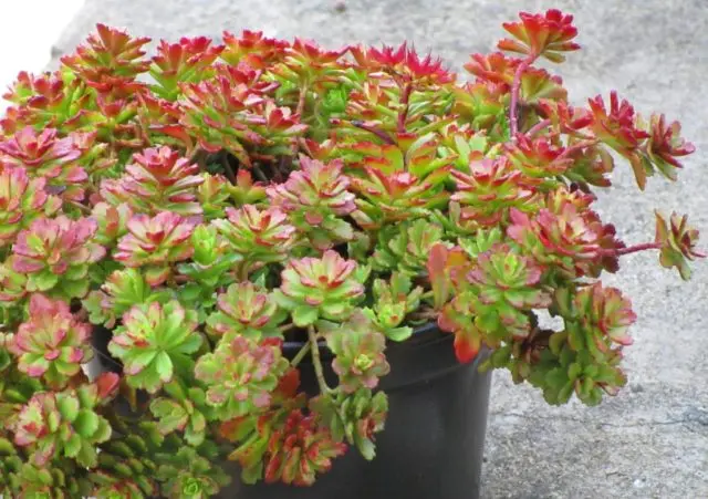 Stonecrop Kamchatka: photo, description, planting and care