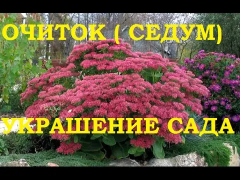 Stonecrop Kamchatka: photo, description, planting and care