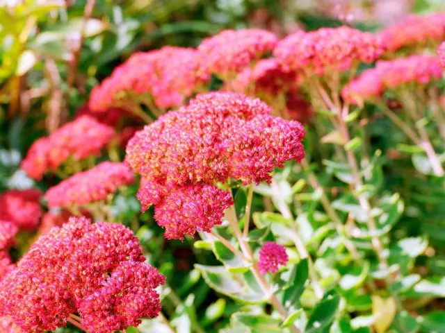 Stonecrop prominent: photo, planting and care in the open field, reproduction