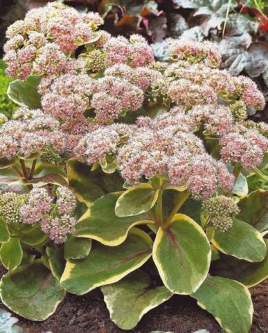 Stonecrop prominent: photo, planting and care in the open field, reproduction