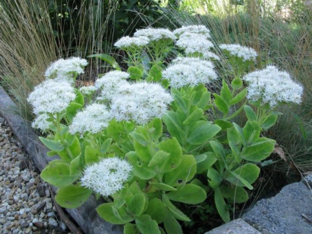 Stonecrop prominent: photo, planting and care in the open field, reproduction