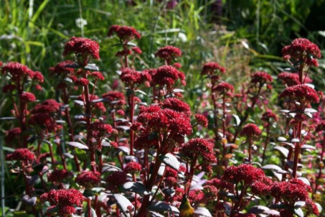 Stonecrop prominent: photo, planting and care in the open field, reproduction