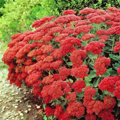 Stonecrop prominent: photo, planting and care in the open field, reproduction