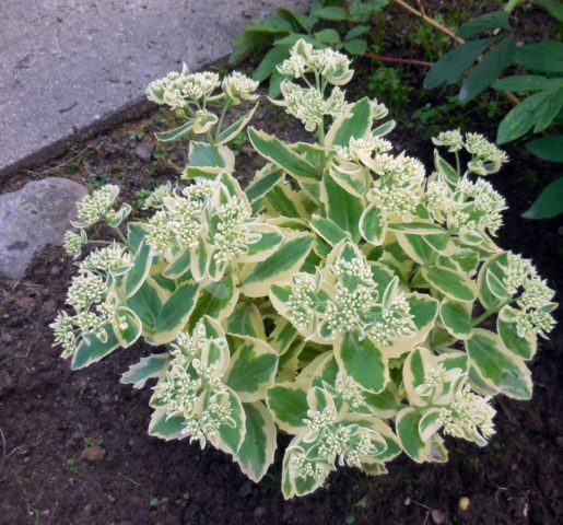 Stonecrop prominent: photo, planting and care in the open field, reproduction