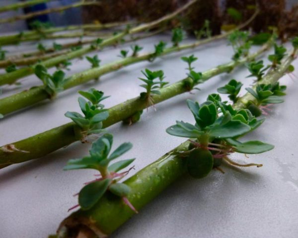 Stonecrop prominent: photo, planting and care in the open field, reproduction