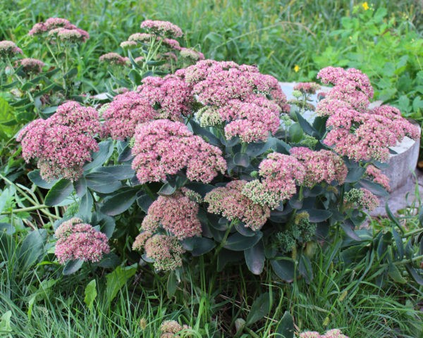 Stonecrop prominent: photo, planting and care in the open field, reproduction