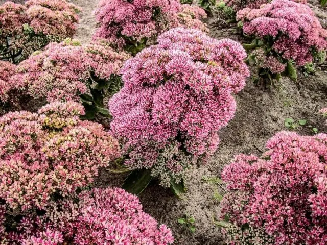 Stonecrop prominent: photo, planting and care in the open field, reproduction