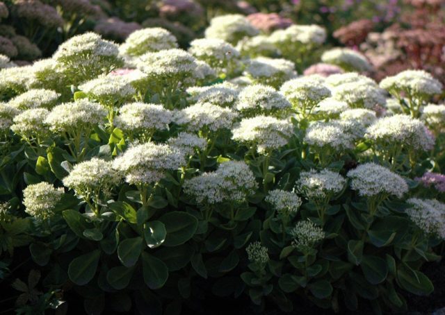 Stonecrop prominent: photo, planting and care in the open field, reproduction