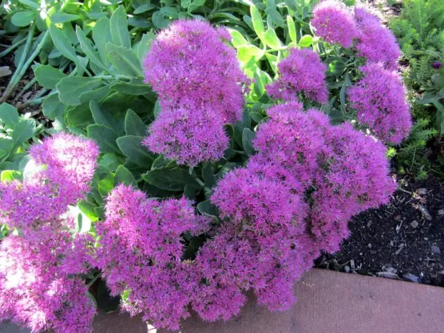 Stonecrop prominent: photo, planting and care in the open field, reproduction