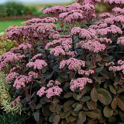 Stonecrop prominent: photo, planting and care in the open field, reproduction