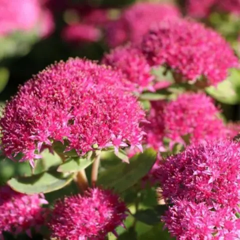 Stonecrop prominent: photo, planting and care in the open field, reproduction