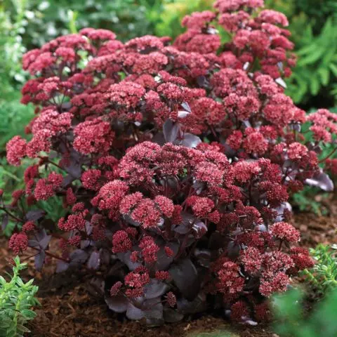 Stonecrop prominent: photo, planting and care in the open field, reproduction