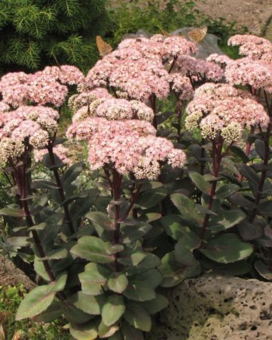 Stonecrop prominent: photo, planting and care in the open field, reproduction