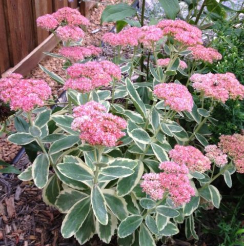 Stonecrop prominent: photo, planting and care in the open field, reproduction