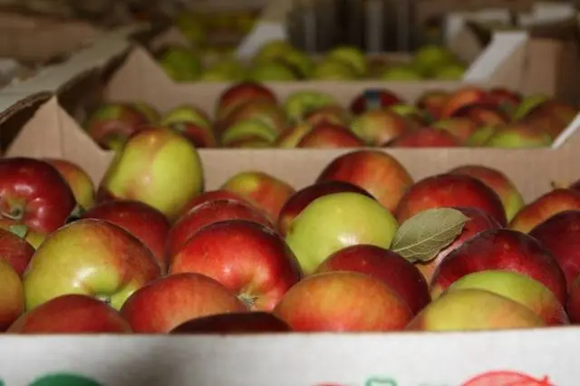 Storage of apples in the winter in the cellar