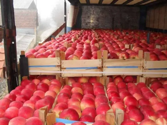 Storage of apples in the winter in the cellar