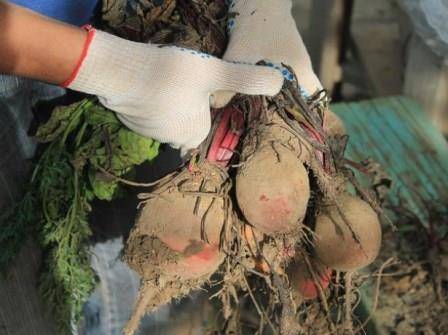 Storage of carrots and beets in winter 