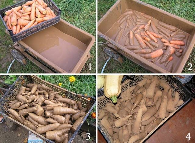 Storage of carrots and beets in winter 