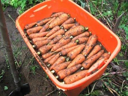 Storage of carrots and beets in winter 