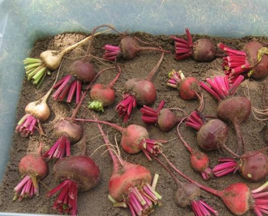 Storage of carrots and beets in winter 