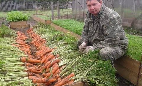 Storage of carrots in the cellar in winter 