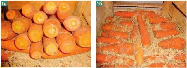 Storage of carrots in the cellar in winter 