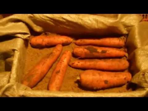 Storage of carrots in the cellar in winter 