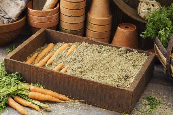 Storage of carrots in the cellar in winter 