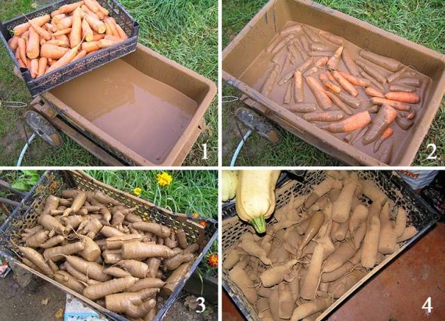 Storage of carrots in the cellar in winter 