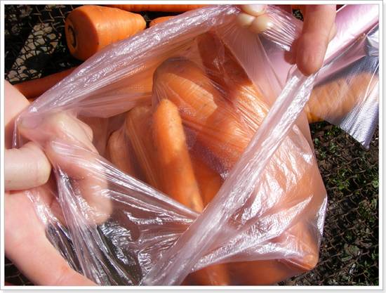 Storage of carrots in the cellar in winter 