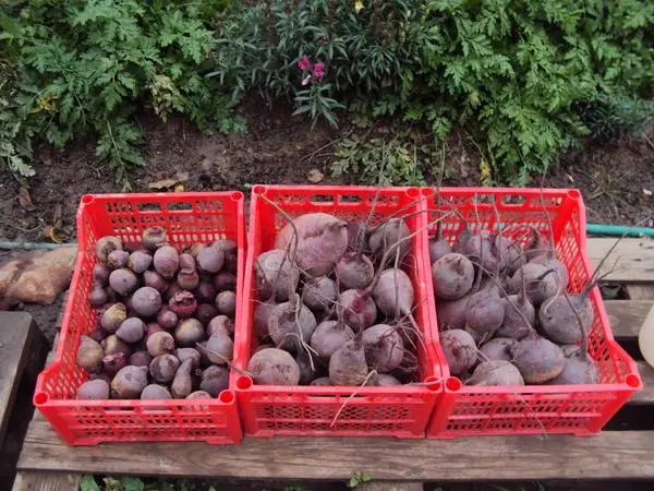 Storing beets for the winter 