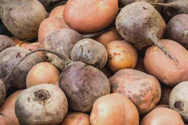 Storing beets for the winter 