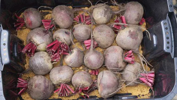 Storing beets for the winter 