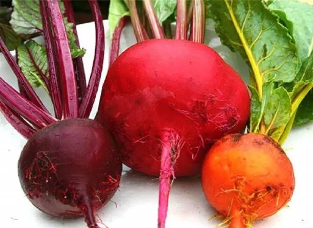 Storing beets for the winter 