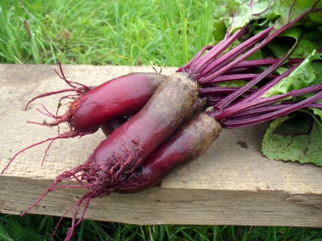 Storing beets for the winter 