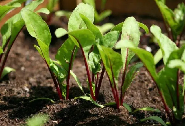 Storing beets for the winter 