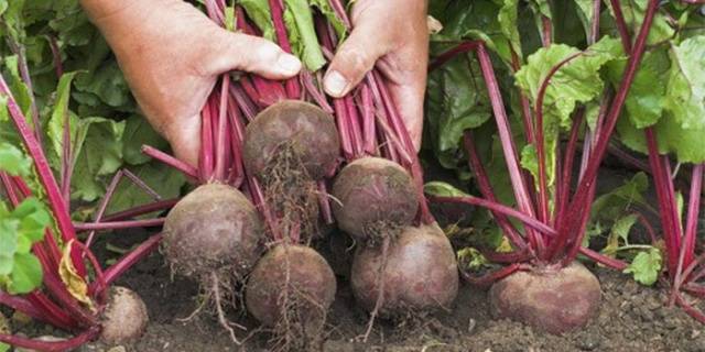 Storing beets for the winter 