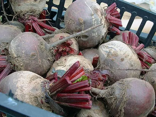 Storing beets for the winter 