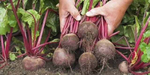 Storing beets for the winter at home 