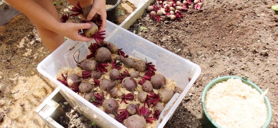 Storing beets for the winter at home 