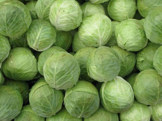 Storing cabbage in the cellar for the winter 