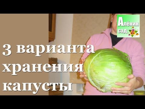 Storing cabbage in the cellar for the winter 