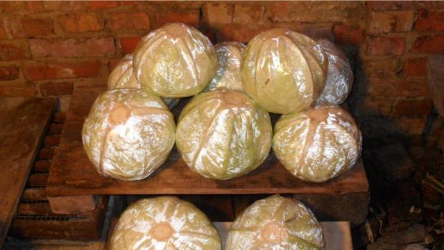 Storing cabbage in the cellar for the winter 